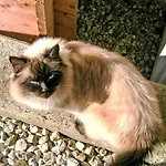 Lisa By Interhome Wiesing